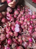 Sprzedam cebule czerwona darko luz na obieranie 