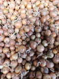 Sprzedam cebulę żólta meduse kal5-9 