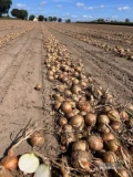 Kupię tirowe ilości cebuli żółtej na obieranie pod stawiam transport płatność natomiast 