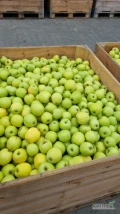 Sprzedam 100 ton goldena. Kontrola, fresh, jabłko czyste bez żadnych przygód. Kontrola do otwarcia 