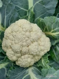 Sprzedam kalafior w drugim gatunku.  Róże duze,  zbite ( średnica powyżej 20cm) , lekko kremowe. 