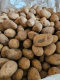 Sprzedam ziemniaki odmiana Wega, kaliber 45mm+ lub 40mm+ (do ustalenia), opakowanie big bag lub luz, ilości tirowe