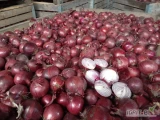 Cebula CZERWONA sortowana 1 klasa, kalibrowana 60-80, import, fazor, na market, luz lub big bag. 