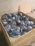 Sprzedam ilości tirowe, od 1 do 3 kg kapusta czerwona, pakowana w karton box