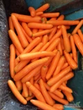 Sprzedam ładną marchew mytą po szczotkarce kal. 2.5-4 lub 4,5 w worku szytym oraz marchew 4+ nie popekana ilości paletowe