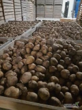 Sprzedam ziemniaki RIVIERA +5,pierwsze rozmnażanie,  z lekkim parchem
