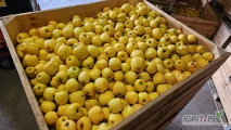 Sprzedam jablka golden okolo 150 skrzyn