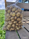 Sprzedam młode polskie ziemniaki kopane pod zamówienie.
