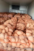 Kupujemy żółte ziemniaki jadalne pakowane w worki 15 kg. Szukamy rzetelnych dostawców, którym oferujemy stałą i długofalową...