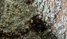 280 ton spleśniałej śruty słonecznikowej