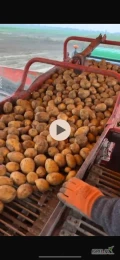 Sprzedam ziemniaki  czerwone : Baltic rose żółte : Queen Anna ,Soraya, Corina ilości tirowe. 