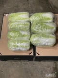 Kapusta pekińska 3-4 sztuki w worku 5kg, sprzedam. Wilga. 