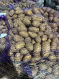 Sprzedam ziemniaki jadalne okrągłę oraz podłużne. Jest różne odmiany. Kaliber zgodnie z życzeniem klienta. Worek szyty 10kg lub...