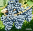 Sprzedam winogrono ciemne odmiana Rondo, idealne na wino i inne przetwory. Towar rwę pod zamówienie. Odbiór 95-001
