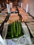 mamy do sprzedania ogórek grecja swieży wjazd . kaliber 250-350 