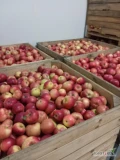 sprzedam jabłka idared chłodnia 100 skrzyń
