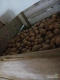 Sprzedam ziemniaka żółtego soraya typu  sadzeniak około  2 ton  swierzego 