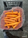 Sprzedam marchew młodą z Egiptu worek 10kg