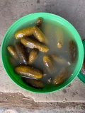 Ogórek kiszony 6-12/12-15/15+ Krzywe z własnej plantacji z dodatkiem naturalnych przypraw(koper, czosnek, chrzan, liść...