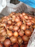 sprzedam cebule drobna kal 30-50 odmiany rockito rijnsburger niefazorowana sucha zdrowa okolo 5.5tony big bag lub luz