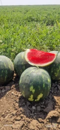 Sprzedam arbuz Rumunia +4-9kg,ilosci tirowe