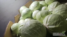 Witam zakupie kilka tirów kapusty białej I czerwonej kaliber 1 -4 kg w karton box  Radek NTM -WIRA zapraszam znajomych jak i nowe osoby...