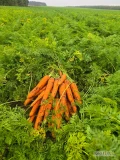 Sprzedam Marchew 1500 ton nerac z jasnej ziemi  zintegrowana produkcja