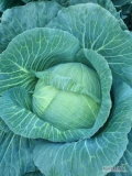 Sprzedam kapustę płaską, duże główki.