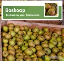 Sprzedam jabłka Boskop – 31 skrzyń