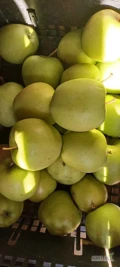 Witam sprzedam galę zbiór za około dwa tygodnie cena 2.50 kg, kilkanaście ton. Będę mieć również Golden i Jonaprins kwestia...