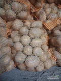Sprzedam ziemniaki jadalne soraya pakowane w worki 15 kg, dostępne ponad 600 worków, ziemniak ładny z jasnej ziemi.