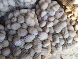 Sprzedam ziemniaki odmiana Ignacy Soraya wybierane ręcznie pakowane po 15 kg z jasnej ziemi.