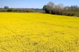 KZPRiRB: rzepak z nowych zbiorów nieco w dół, ale...