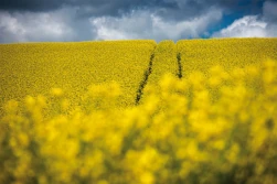 Biofungicydy – nowe możliwości w ochronie rzepaku