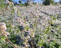 Gdzie był największy mróz? Komu udało się ochronić uprawy?