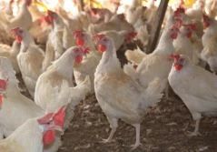 Ptasia grypa 2025: 78 ognisk, likwidacja 4,3 miliona niosek