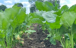 Chwościk - rosnący problem w uprawie buraka cukrowego