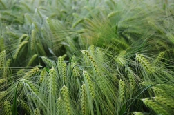 Czy flufenacet też będzie wycofany?