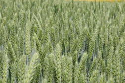 8 czerwca 2025 - ceny zbóż lekko w górę