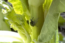 Kontaktowo czy systemicznie? Wiosenne zwalczanie szkodników w rzepaku