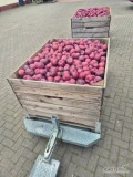 Sprzedam 15 skrzyń Red  Delicious Mestar z mlodych drzewek +70. Zapraszam. 