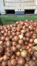 Sprzedam cebulę na obieranie ilości tir możliwość transportu 