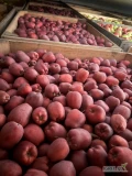 Sprzedam Red Delicious za wagę. 20ton. 