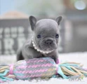 Frenchies are highly intelligent and athletic dogs that thrive in company and exhibit a friendly disposition. While they may sometimes be...