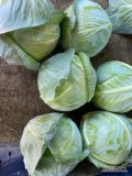 Sprzedam kapustę marketową odmiana cyclone 