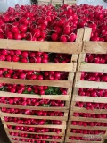Sprzedam świeżą rzodkiewkę, codzienne nowe zbiory. Rzodkiewka z dorodną kulką jasno czerwonego koloru z połyskiem, pakowana w...