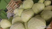 Sprzedam kapustę białą market i przemysł pakowaną w karton box ilości tirowe zainteresowanych zapraszam
