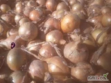 Sprzedam cebule z dymki z ladna zlotom luskom odmiana Herkules