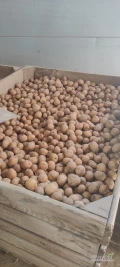 Sprzedam drobne ziemniaki odmiana riwiera kaliber 3/5 cm 