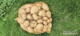 Sprzedam ziemniaki młode Riviera 